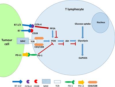 The Tumor Microenvironment Factors That Promote Resistance to Immune Checkpoint Blockade Therapy